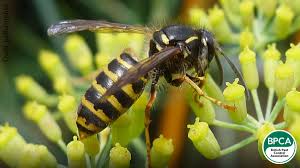 Their prey includes various types of insects and their nests are usually very simple and short. Identify The Differences Between Wasps Hornets Bees And More