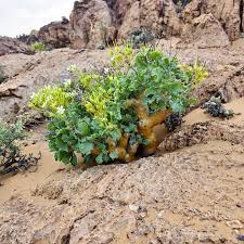 Image result for Eulophia flavopurpurea