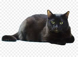 Perhaps the european's cat best quality is the fact that they don't resemble any other breed of cat. Dog And Cat Png Download 4077 2912 Free Transparent European Shorthair Png Download Cleanpng Kisspng