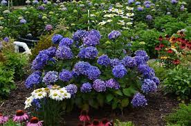When to feed a hydrangea? Checmcm Jttnrm