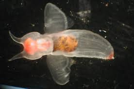 無 脊椎 動物 クリオネ