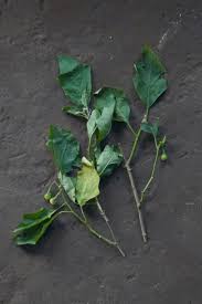 Image result for Solanum anguivi