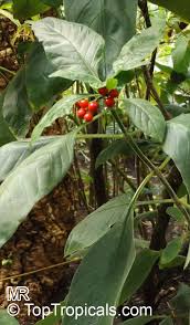 Image result for Psychotria auxopoda
