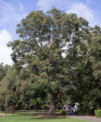 Image result for Toona