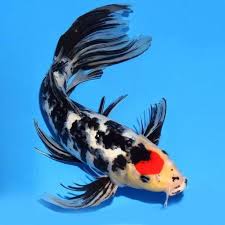 Choose from 13000+ coy fish graphic resources and download in the form of png, eps, ai or psd. Black White Koi Carp Aquarium Fish Size 3 Inch Rs 20 Piece Shree Aquamarine Id 16787078891