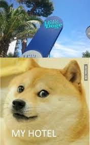  Hotel Doge In 2021 Doge Dog Doge Meme Funny Animal Memes