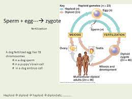 In the embryonic development of humans and other animals, the zygote stage is brief and is followed by cleavage, when the single cell becomes subdivided into smaller cells. Chapter 13 Meiosis Terms Heredity Transmission Of Traits To Offspring Variation Genetic Variation In Population Genetics Study Of Heredity Genes Ppt Download