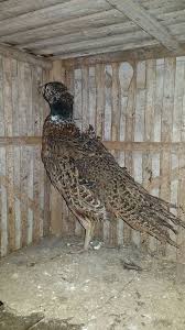 Ringneck Pheasant Jenis Merah Rumahunggas