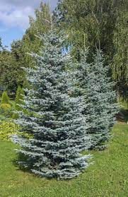 While most evergreen trees are conifers, there are some broadleaf trees that hold their leaves all year, creating shelter and privacy in the depths of winter and providing a pleasing contrast to the bare. Cold Hardy Evergreen Trees Growing Evergreen Trees In Zone 4
