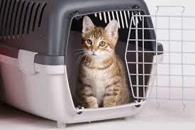 We did not find results for: Can I Travel With My Pet When I Am Moving Out Of The Uae Living Relocate Gulf News