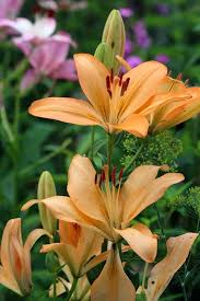 Flower Meanings The Language Of Flowers Day Lilies Flower Meanings Flower Garden