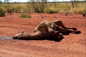 When cops in brooklyn stopped a car this am for running a red light, the driver threw a chemical at our officer before speeding off. Dead Camel Abc News Australian Broadcasting Corporation
