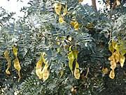 Image result for Albizia antunesiana