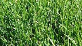 Image result for what kind of grass has thick coarse blades