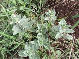 Image result for Ajuga integrifolia
