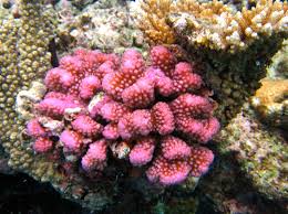 while corals die along australias great barrier reef