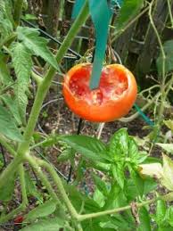 See full list on greenupside.com I Have Visitors