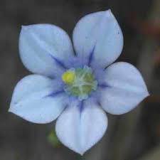 Image result for Wahlenbergia androsacea