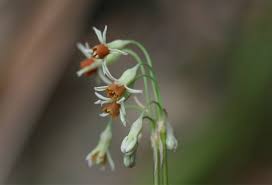 Image result for Tulbaghia acutiloba