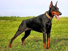 10 Most Popular Dog Breeds In The Philippines Doberman Dogs Doberman Pinscher Best Guard Dogs