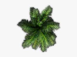 Tree top view png for photoshop. Top View Palm Trees Png Transparent Png Transparent Png Image Pngitem