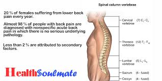 There are also more specific conditions like sciatica, which is the result of the sciatic nerve becomes pinched. Health Fitness Nutrition And Advice For You And Your Family Health Back Pain Causes Female Reproductive Excretory Skeletal