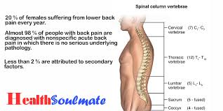 We breathe with the lungs. What Causes Lower Back Pain In A Woman