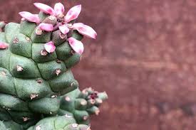 Image result for Monadenium