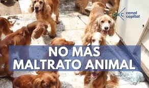 Resultado de imagen para imagenes de maltrato de animales