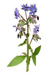 Flower cookery has been intrinsic to the culture of roman, chinese, middle eastern, and indian. Borage Wikipedia