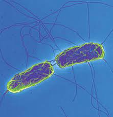Salmonella Enterica Serovar Typhi Microbewiki