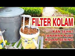 Cara Membuat Filter Kolam Ikan Dan Aquaponik Lengkap Mudah Sederhana Hemat A Sampai Z Youtube Di 2020 Kolam Ikan Kolam Ikan