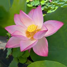 Image result for Lotus