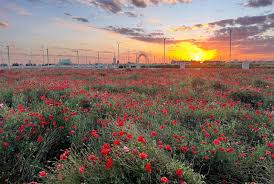 Rabee Al-Sadawi Park, Hafr Al-Batin.