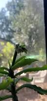 Image result for Monadenium torrei