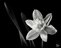 Daffodil In Black And White By Endre Balogh Black And White Flower Tattoo Black And White Photographs Black And White