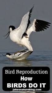 Bird Reproduction The Birds And The Birds Jake S Nature Blog Bird Reproduction Bird Mates