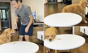 Adequate training and early socialization, as well as treating your dog with respect, will avoid any behavior. Clever Dog Golden Retriever Tricks Owner Into Thinking It Has Not Eaten Treat Daily Mail Online