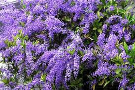 Purple Wreath Petrea Volubilis Purple Wreath Purple Garden Creepers Plants