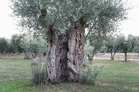 The organic vineyard, extended for about 55 ha, also irrigated, consists of a modern trellis system designed for mechanical harvesting. Olive Wikiwand