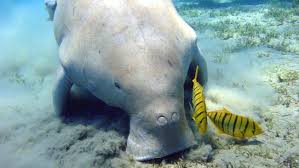 Mewarnai gambar binatang laut gambar mewarnai hewan laut. Dugong Mamalia Laut Yang Langka