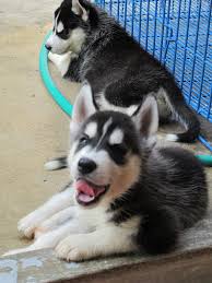 There are 5 agouti husky for sale on etsy, and they cost $86.18 on average. Siberian Husky Puppies For Sale Bangkok Home Facebook