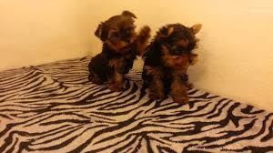 Check spelling or type a new query. Teacup Yorkies For Sale In Texas Fort Worth 07 2021