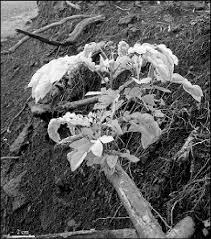 Image result for Albizia grandibracteata