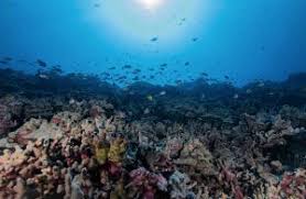 5 sand island access road phone: Joint Asu Hawaii State Study Reveals Long Term Human Impacts On Reef Fish The Ecological Society Of America