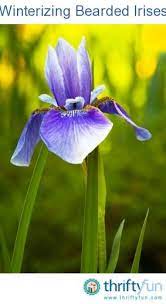 Remove dead brown foliage and bloomstalks when last flower folds. Winterizing Bearded Irises Bearded Iris Annual Plants Garden Bulbs