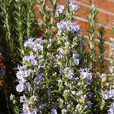 Image result for Rosmarinus officinalis