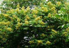 Image result for Sapindus