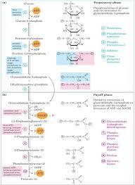 Kreb Cycles Biochemistry Notes Biochemistry Medical Laboratory Science