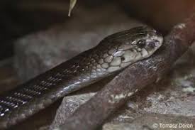 Ringhalskobras können ihr gift einem angreifer entgegenspritzen, wobei besonders in richtung der augen gezielt wird … Www Zootierliste De